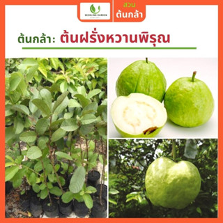 [ผลผลิตดีเยี่ยม] ต้นฝรั่งหวานพิรุณ ทาบกิ่ง สูง50-70ซม. หวาน กรอบ ผลเยอะ