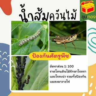 น้ำส้มควันไม้เข้มข้นแท้100% ปริมาณ1ลิตร ใช้ดับกลิ่นเน่า เสีย ป้องกันแมลงกำจัดเชื้อราดับกลิ่นขี้ยางได้