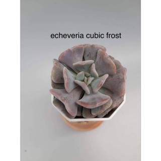 (ลดเพิ่ม 50% สูงสุด 100 ใส่โค้ด INCLV33) echeveria cubic frort/กุหลาบหิน/ไม้อวบน้ำ/กระถาลสองนิ้วส่งพร้อมกระถาง