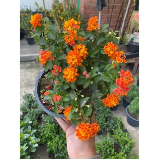 ต้นผกากรอง#มีดอกหลายสีให้เลือก#กระถาง 5-10 นิ้ว