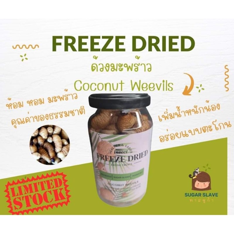 ใหม่ coconut weevils ฟรีซดราย ด้วงมะพร้าว เหมาะสำหรับ เม่น ชูก้า ไกเดอร์ มาโมเสท มากไปด้วย amino acids mineral กรดไขมัน