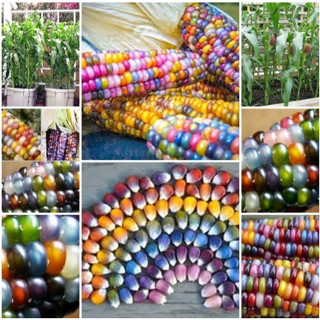 เมล็ดข้าวโพดหลากสี บรรจุ Rainbow Corn Seeds 20 เมล็ด เมล็ดพันธุ์ผัก บอนไซ ต้นไม้จิ๋ว ผักสวนครัว เมล็ดผัก เมล็ดพันธุ์