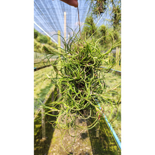 Tillandsia bulbosa แบบตอใหญ่ ทิลแลนเซีย