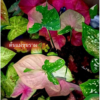 ขุนราม(ตับขุนช้างขุนแผนหายาก)