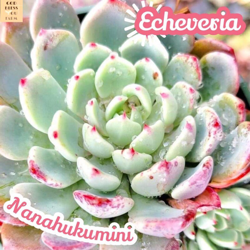 [กุหลาบหิน นานะฮุคุมินิ] Echeveria Nanahukumini แคคตัส ต้นไม้ หนาม ทนแล้ง กุหลาบหิน อวบน้ำ พืชอวบน้ำ succulent