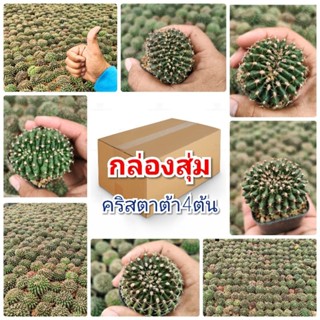 ิกล่องสุ่มคริสตาต้า (ไซส์ใหญ่) ไม้เมล็ด กล่องละ99บาท🌵