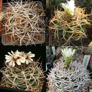 แคคตัส กระบองเพชร Gymnocalycium ferox  v. ferocior ไม้เมล็ด