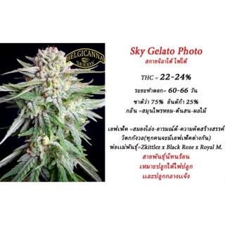 Sky gelato Foto เพศเมีย100%