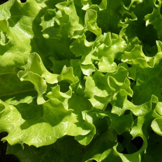 เมล็ดพันธุ์ผักสลัด คุณภาพดี ราคาถูก 100 เมล็ด Lettuce Seeds เมล็ดบอนสี บอนสีหายาก เมล็ดพันธุ์ผัก