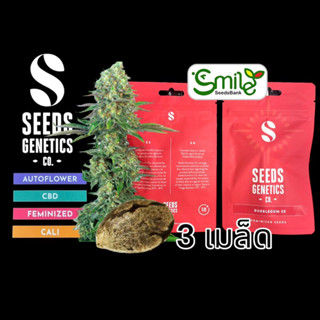 เมล็ดกัญชา Seeds Genetics.Co - Bubble Gum (Fem)