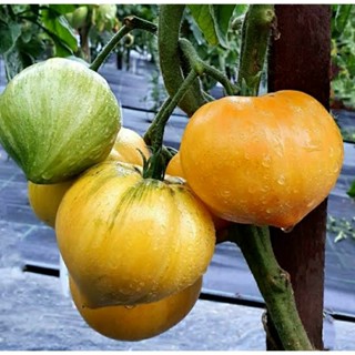 เมล็ดพันธุ์มะเขือเทศหัวใจ บิวตี้ มาร์ค (Beauty Mark Tomato Seed) บรรจุ 15 เมล็ด ของแท้ คุณภาพดี ราคาถูก นำเข้าจากต่างประ