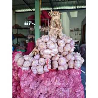 กระเทียมไทยกลีบม่วง [1 กิโลกรัม]  Thai Garlic : 1 kg