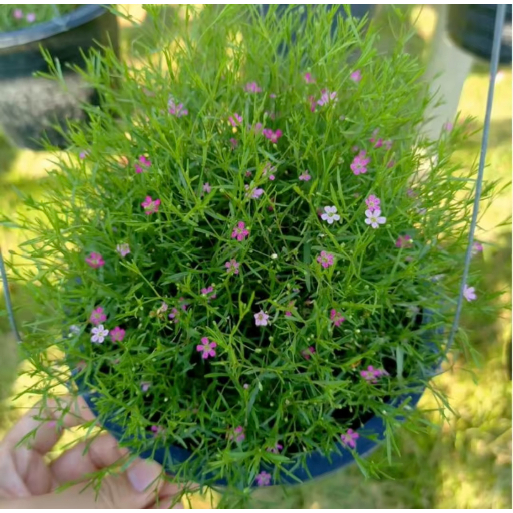 เมล็ดพันธุ์ยิปโซ  พันธุ์ดอกไม้ 100เมล็ด Mixed Color Gypsophila Flower Seeds พุ่มใหญ่พร้อมลวดแขวน ดอกไม้จริง - รูปที่ 5