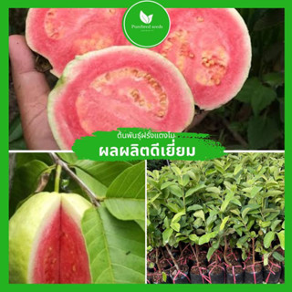 [ต้นกล้าโตดี] ต้นฝรั่งแตงโมติดผลเยอะมาก ให้ผลหลัง 1 ปี เมล็ดแบน ต้นกล้าแข็งแรงมาก ให้ผลผลิตสูง โรคแมลงรบกวนน้อย