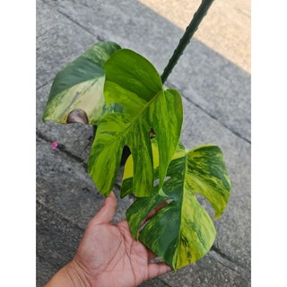 มอนสเตอร่าออเรียด่างเหลือง (Monstera Aurea Variegated)