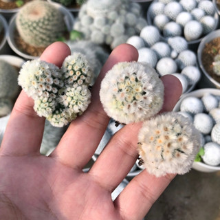 ลูกม๋าาา งื้อออ ปุยๆๆๆๆ🥰🌼🌼🌼Mammillaria carmenae คาร์มิเน่มอนส์ ขนต้นนี้ขาวฟูคัดฟอร์ม😍😍🌺