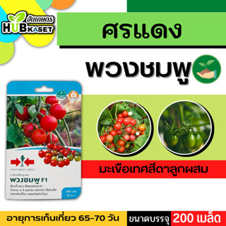 ศรแดง 🇹🇭 มะเขือเทศสีดาลูกผสม พวงชมพู F1 ขนาดบรรจุประมาณ 200 เมล็ด อายุเก็บเกี่ยว 65-70 วัน