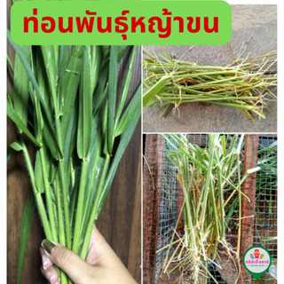 ท่อนพันธุ์หญ้าขน สำหรับปลูกไว้ให้สัตว์เลี้ยง