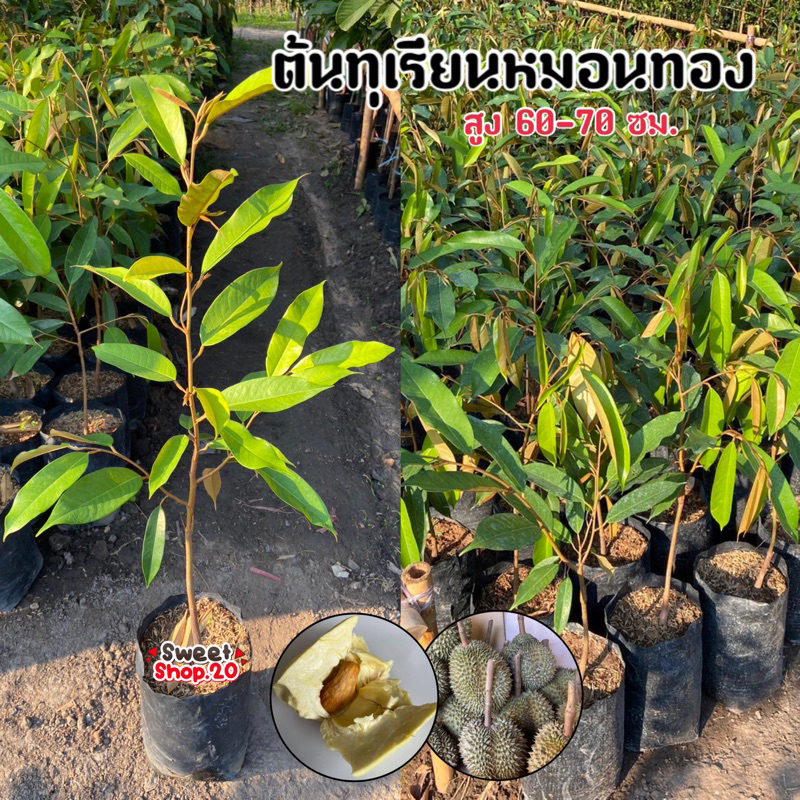ต้นทุเรียนหมอนทอง ทุเรียนพันธุ์หมอนทองปราจีนฯแท้ 100%