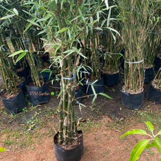 ไผ่เงิน ต้นไผ่เงิน Bamboo Plants สูง1เมตร ขนาดจริงตามรูป ไม้ประดับต้นสวย **รับประกันสินค้า!!