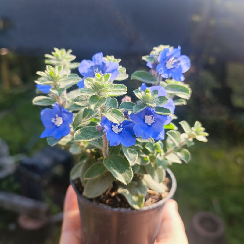 ต้นฟ้าประดิษฐ์ Ground Morning Glory ไม้แดดออกดอกสีน้ำเงินจุดขาวตลอดปีส่งแบบมีดอกในกระถางขนาด 3 นิ้ว