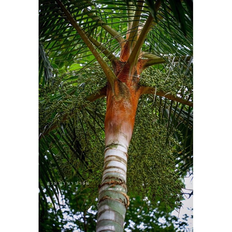 ปาล์มคอแดง (Dypsis leptocheilos/Teddy bear) เพาะเมล็ด สูง10-15ซม. ส่งแบบล้างราก ปาล์มมงคล #Teddybear