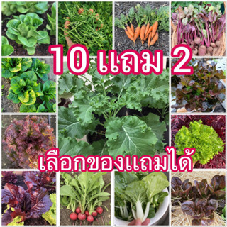 🌱เมล็ดผักสลัดหลากชนิด🌱 10เเถม 2คละได้ทั้งร้าน