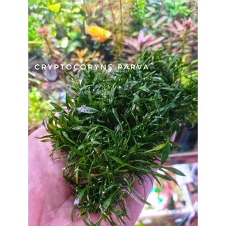 cryptocoryne parva พร้อมปลูก #ไม้น้ำ #ไม้หน้าตู้ #ไม้พื้น โตช้ามาก