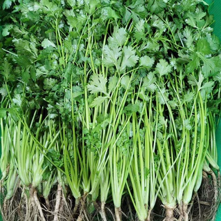 เมล็ดผักชี 10 กรัม ห่อใหญ่ได้เยอะ งอกดีมาก[5เเถม 1คละได้] ผักชีไทย