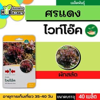 ศรแดง 🇹🇭 ผักสลัด ไวน์โอ๊ค ขนาดบรรจุประมาณ 40 เมล็ด อายุเก็บเกี่ยว 35-40 วัน