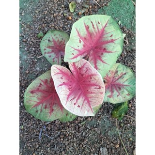 ยอนสีมณีมรกตcaladium