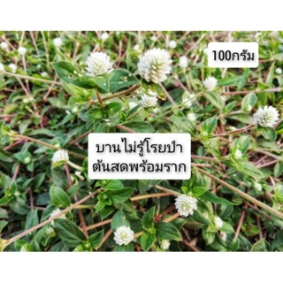 บานไม่รู้โรยป่า ถอนสดได้ต้น+ราก 100กรัม