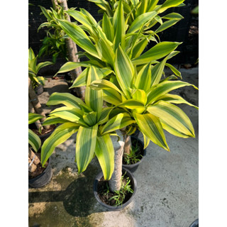 #ต้นวาสนาอธิษฐาน ต้นวาสนา กระถาง 11 นิ้ว  120-150cm( Dracaena fragrans (L.) Ker Gawl. #ปลูกเลี้ยงในน้ำก็ได้