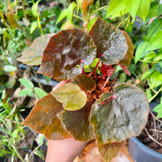 บีโกเนีย Begonia ออกดอกทั้งปี