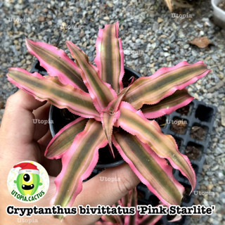สับปะรดสี คริปแทนทัส สตาร์ไลท์ - Starlite Cryptanthus bivittatus Pink Starlite