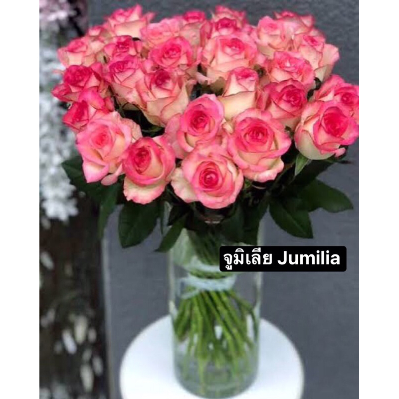 กุหลาบ-จูมิเลีย ”Jumilia“