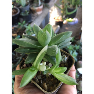 Haworthia Cymbiformis ฮาโวเทียด่าง ไม้อวบน้ำ แคคตัส