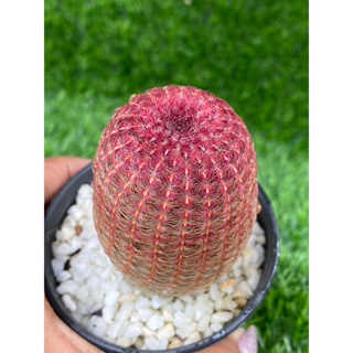 เรนโบว์ Echinocereus rigidissimus แคคตัสไซส์ใหญ่ ราคทถูก กระถาง3นิ้วส่งตามรูปภาพ