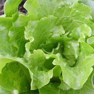 เมล็ดพันธุ์ผักสลัด คุณภาพดี ราคาถูก 100 เมล็ด Lettuce Seeds เมล็ดบอนสี บอนสีหายาก เมล็ดพันธุ์ผัก