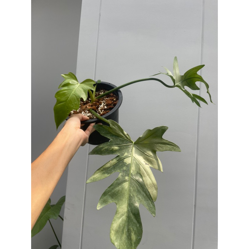 Philodendron Radiatum variegated