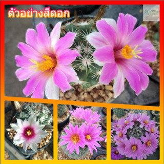 🌵💥แมมชูแมน💥🌵 Mammillaria Schumannii ไม้เมล็ด  ขนาด  4-5 ซม. ต้นกระบองเพชร ต้นแคคตัส (แคคตัส กระบองเพชร)