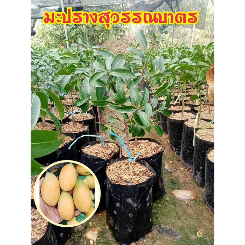 #ต้นมะปรางสุวรรณบาตร (เสียบยอด ต้นใหญ่ ถุง4คูณ10 นิ้ว) สูงราว30-50เซน ให้ผลไวภายใน 1-2 ปี #มะปรางสุวรรณบาตร