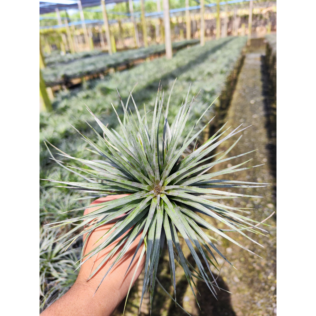 Tillandsia houston ทิลแลนเซีย
