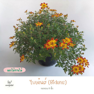 ต้นดอกไบเด้นส์ Bidens(F12)  *ซื้อ 10 แถม 1 คละชนิดได้  #ออกดอกทั้งปี #ไม้แดด  กระถาง 8 นิ้ว #เพาะปลูกรักษ์ #ดอกไม้ทานได้