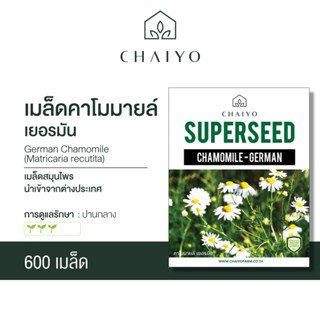 เมล็ด German Chamomile (Matricaria recutita) คาโมมายล์ เยอรมัน