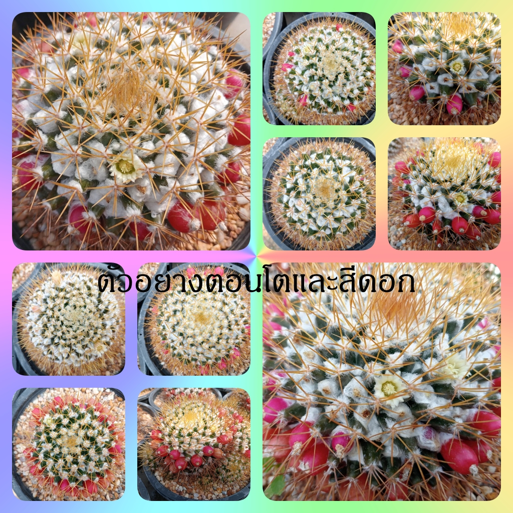 แมมเข็มทอง Mammillaria nivosa ขนาด 4-7 ซม. ไม้เมล็ด ต้นกระบองเพชร ต้นแคคตัส (แคคตัส กระบองเพชร)