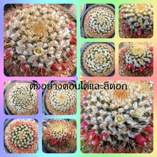 🌵💥 แมมเข็มทอง 💥🌵 Mammillaria nivosa ขนาด 4-7 ซม. ไม้เมล็ด ต้นกระบองเพชร ต้นแคคตัส (แคคตัส กระบองเพชร)