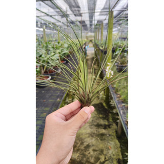 Tillandsia juncea ทิลแลนเซีย