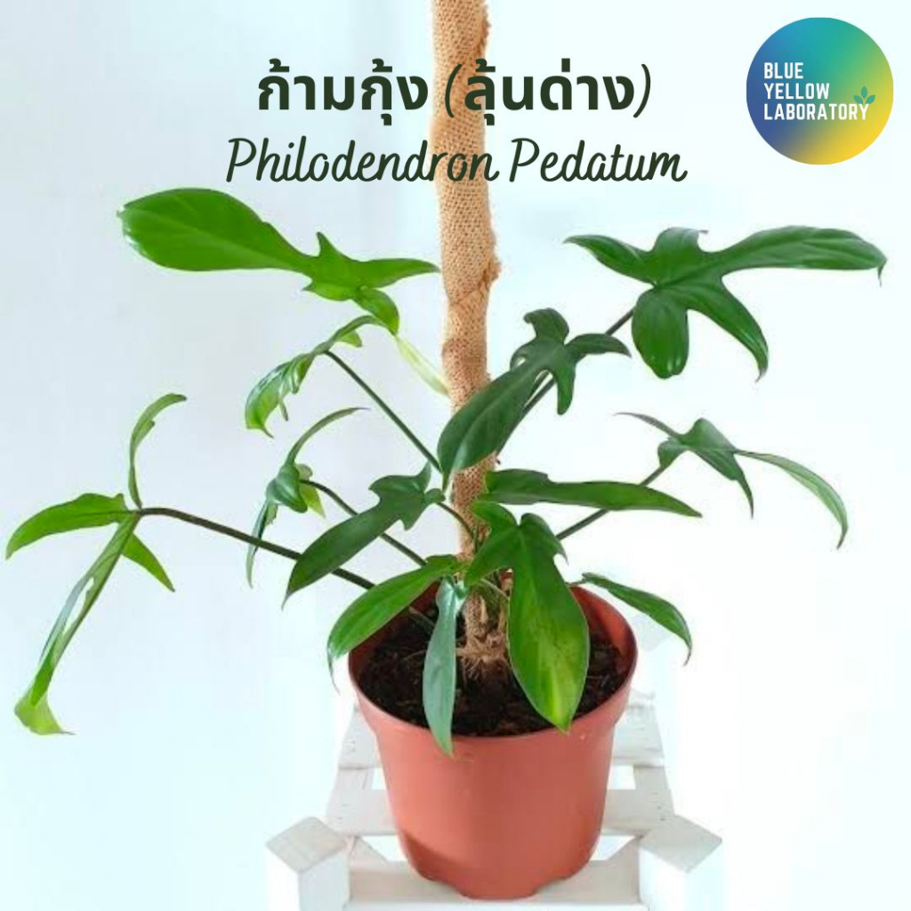 ก้ามกุ้ง (ลุ้นด่าง) Philodendron Pedatum สับจากแม่ด่าง มีวิธีอนุบาลให้