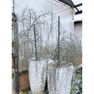 Decarya madagascariensis ซิกแซก .Rare Item,ไม้หายาก,ไม้สะสม มีกิ่งตัดสดให้ลองชำค่ะ